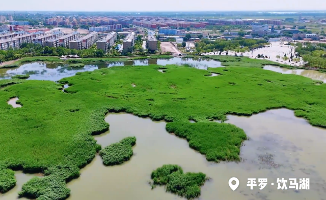 寧夏平羅飲馬湖：碧水葦密處 風(fēng)動(dòng)影婀娜
