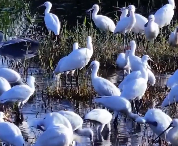 石嘴山市平羅縣：白琵鷺駐足天河灣 羽翼輕點(diǎn)水色天光
