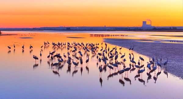 生態(tài)蝶變，昨天的攻堅(jiān)今天的遠(yuǎn)航 | 平羅，在黃河臂彎里書(shū)寫(xiě)生態(tài)長(zhǎng)歌
