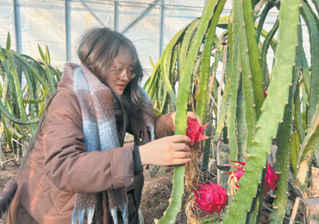 平羅縣寶豐鎮(zhèn)探索農(nóng)文旅融合發(fā)展之路