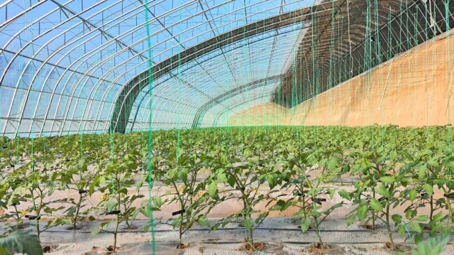 統(tǒng)籌推進(jìn)兩化一振興 | 平羅縣高仁村：果蔬種植引領(lǐng)村集體開(kāi)辟增收路